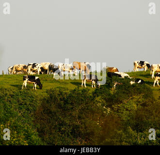 Bovini da carne che pascolano sulla skyline Foto Stock