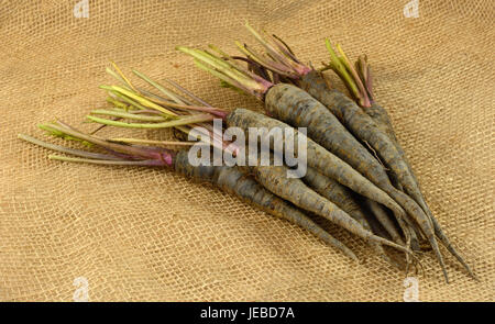 Appena raccolto e risciacquati viola carotine su tela Foto Stock
