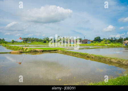 Superfici inondate terrazze, vicino Tegallalang villaggio in Ubud, Bali Indonesia. Foto Stock