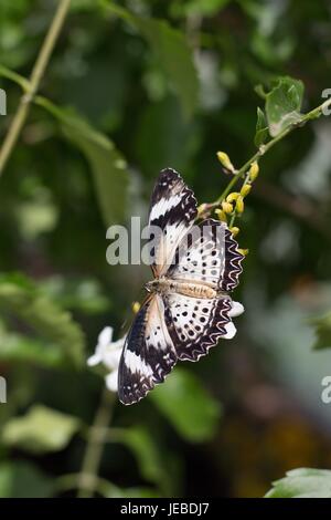 Un bianco, nero e marrone butterfly appoggiata su una foglia. Foto Stock