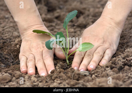 Le mani di piantare la piantina di cavolo nel giardino vegetale Foto Stock