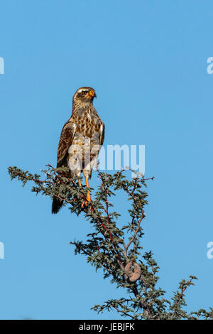 Vista frontale di un bambino pallido salmodiare astore (Melierax canorus) appollaiato su un ramo con cielo blu sullo sfondo. Kalagadi Parco transfrontaliero. Foto Stock