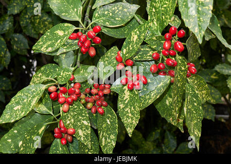 Japonica di Aucuba Foto Stock