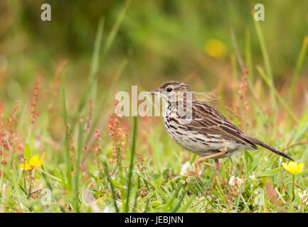 Meadow Pipit sul terreno di raccolta materiale di nesting Foto Stock