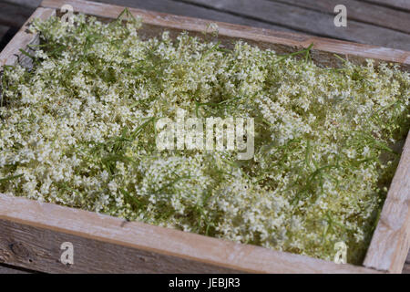 Holunderblüten, Holunderblüte, Holunder-Blüte, Blüten, Ernte, Kräuterernte, zum Trocknen gesammelt. Schwarzer Holunder, Sambucus nigra, Fliederbeeren, Foto Stock