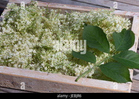 Holunderblüten, Holunderblüte, Holunder-Blüte, Blüten, Ernte, Kräuterernte, zum Trocknen gesammelt. Schwarzer Holunder, Sambucus nigra, Fliederbeeren, Foto Stock