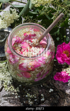 Holunderblüten-Sirup gemeinsam mit Blütenblättern von Apothekerrose, Holunderblütensirup, Sirup aus Holunderblüten, Holunderblüte, Holunder-Blüte, Blü Foto Stock