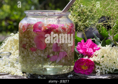 Holunderblüten-Sirup gemeinsam mit Blütenblättern von Apothekerrose, Holunderblütensirup, Sirup aus Holunderblüten, Holunderblüte, Holunder-Blüte, Blü Foto Stock