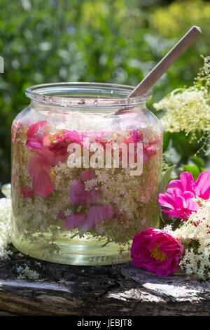 Holunderblüten-Sirup gemeinsam mit Blütenblättern von Apothekerrose, Holunderblütensirup, Sirup aus Holunderblüten, Holunderblüte, Holunder-Blüte, Blü Foto Stock