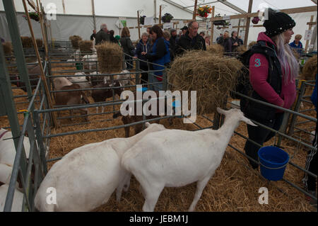 RIngliston, Edimburgo, Scozia. Il 23 giugno, 2017. Royal Highland Show 2017. Pep Masip/Alamy Live News Foto Stock