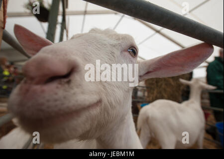 RIngliston, Edimburgo, Scozia. Il 23 giugno, 2017. Royal Highland Show 2017. Pep Masip/Alamy Live News Foto Stock