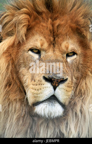 Un leone africano, Panthera leo, presso le aziende agricole di spazio lo Zoo e il Museo della Contea del Sussex, New Jersey, STATI UNITI D'AMERICA Foto Stock