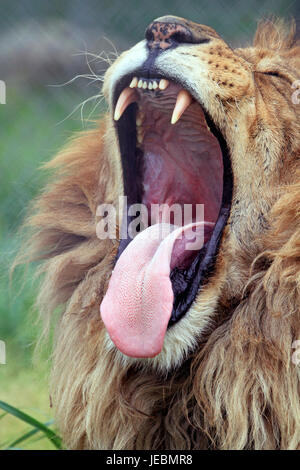 Un leone africano, Panthera leo, presso le aziende agricole di spazio lo Zoo e il Museo della Contea del Sussex, New Jersey, STATI UNITI D'AMERICA Foto Stock