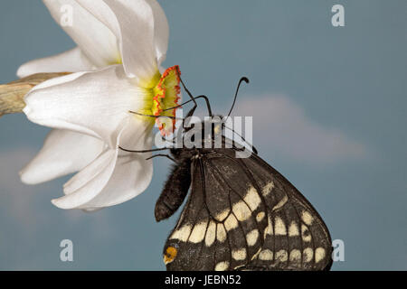 Indra a coda di rondine, butterfly Papilio indra, nectaring su un fagiano occhio di fiori selvatici, narcisi poetica, Metolius River, Camp Sherman, Oregon. Foto Stock