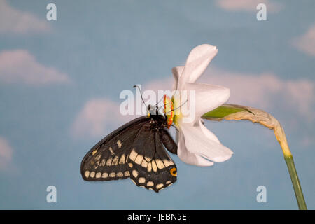 Indra a coda di rondine, butterfly Papilio indra, nectaring su un fagiano occhio di fiori selvatici, narcisi poetica, Metolius River, Camp Sherman, Oregon. Foto Stock