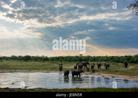Gli elefanti in corrispondenza di un foro di irrigazione al tramonto nel Parco Nazionale di Hwange, Zimbabwe Foto Stock