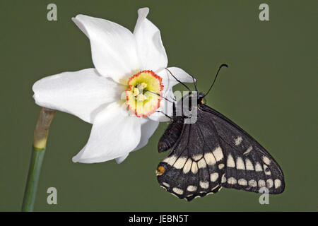 Indra a coda di rondine, butterfly Papilio indra, nectaring su un fagiano occhio di fiori selvatici, narcisi poetica, Metolius River, Camp Sherman, Oregon. Foto Stock