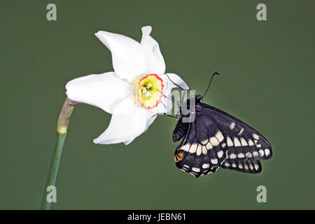 Indra a coda di rondine, butterfly Papilio indra, nectaring su un fagiano occhio di fiori selvatici, narcisi poetica, Metolius River, Camp Sherman, Oregon. Foto Stock