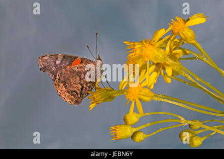 Un mirabile rosso o rosso Admiral, butterfly, Vanessa Atalanta, ricerca di nettare su un millefiori. Foto Stock