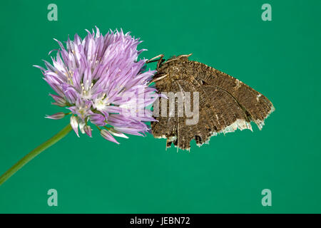 Un manto di lutto butterfly, Nymphalis antiopa, playing dead con antenna nascosta tra le sue ali, sul trifoglio selvatico. Foto Stock