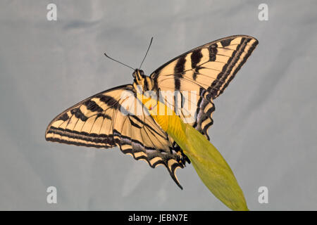 Un Western Tiger a coda di rondine, butterfly Papilio rutulus, su una selvaggia Nooka Rose. Foto Stock