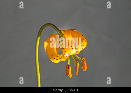 Ritratto di un giglio di Columbia, o tiger lily, lilium columbianum. Foto Stock