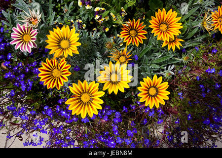 Immagine di sfondo di colore giallo brillante gazania fiori con biancheria di lobelia piante in estate Foto Stock