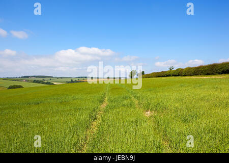 Un giovane del raccolto di orzo vicino a una siepe di biancospino in scenic yorkshire wolds sotto un azzurro cielo molto nuvoloso in estate Foto Stock