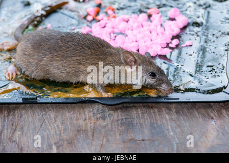 Rat in stick di colla sul mousetrap su pavimento di legno. Foto Stock