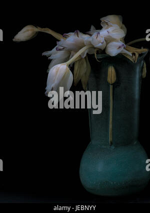Appassì tulipani in vaso- ancora in vita con sfondo nero Foto Stock