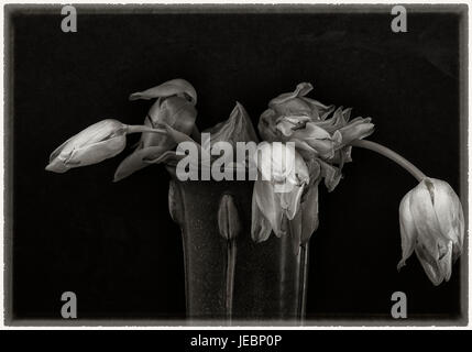 Appassì tulipani in vaso- ancora in vita con sfondo nero Foto Stock