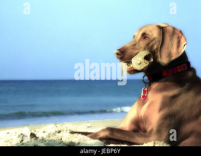 Cani Weimaraner presso la spiaggia con il pesce in bocca Foto Stock