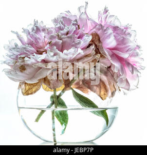 Botanico Peonys ancora vita in vaso Foto Stock