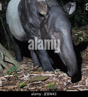 Il tapiro: la malese (Tapirus indicus), chiamato anche il tapiro asiatico, è la più grande delle cinque specie di tapiro e il solo nativo per l'Asia. La sci Foto Stock