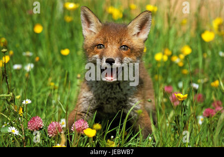 Red Fox in fiore prato, Vulpes vulpes, Foto Stock