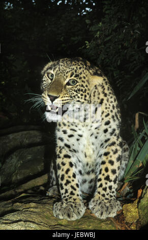 Il persiano leopard su una roccia, Panthera pardus saxicolor, Foto Stock