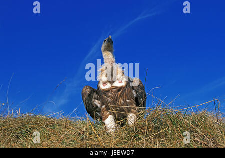 Oca avvoltoio, Gyps fulvus, Foto Stock