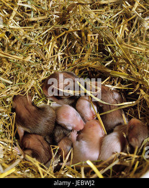 Siro criceti dorati, mesocricetus auratus, animali giovani nel nido, Foto Stock