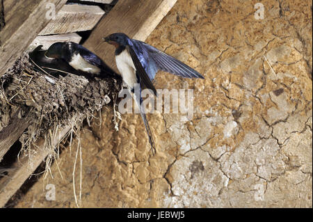 Swallow alimenta gli uccelli giovani, Hirundo rustica, Foto Stock