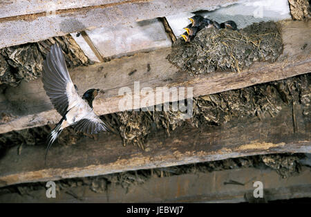 Swallow alimenta gli uccelli giovani, Hirundo rustica, Foto Stock