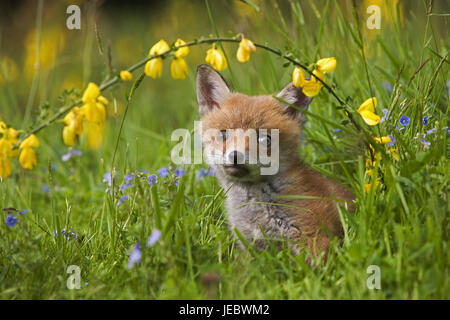 Red Fox, Vulpes vulpes, Juntier nel prato di fiori, Foto Stock