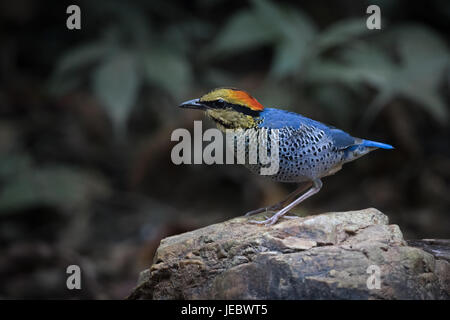 Il blue pitta (Hydrornis cyaneus) è una specie di uccello della famiglia Pittidae trovata nel sud-est asiatico. Si tratta di una specie di residente in Thailandia. Foto Stock
