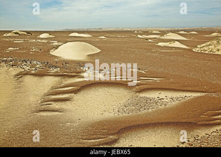 Africa, Namibia, Regione di Erongo, Skeleton Coast park, deserto Africa sudoccidentale, Namibia, Regione di Erongo, deserto di sabbia, Sandanwehung, Sand Hill, Sandrippel, multicolore, crescita, solitudine, Foto Stock