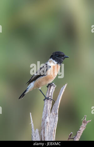 Il Siberiano stonechat o stonechat asiatici (Saxicola maurus) è un recentemente convalidato specie del vecchio mondo famiglia flycatcher (Muscicapidae). Foto Stock