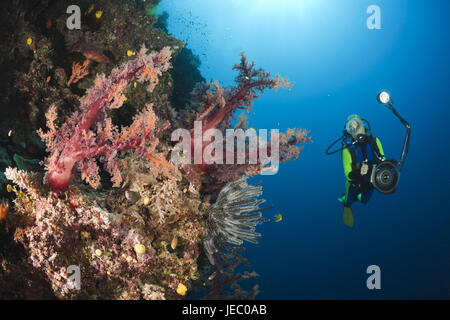 Subacqueo e il rosso dei coralli molli, Dendronephthya sp., Wakaya, Lomaiviti, Figi, Foto Stock