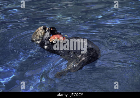 Mare vipere, Kalan o mare vipere, Enhydra lutris, animale adulto, mangiare, il granchio Foto Stock