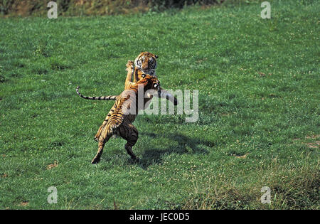 Tigre bengalese, Panthera tigri tigri, gli animali adulti, lotta, Foto Stock