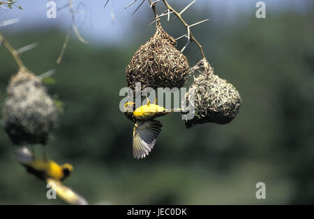 Village weaver, Ploceus cucullatus, piccoli uomini, nido, di corteggiamento, Foto Stock