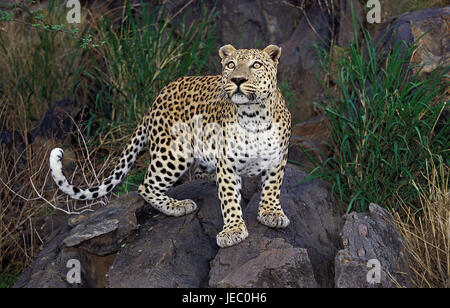 Leopard, Panthera pardus, animale adulto, rock, Foto Stock