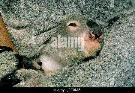 Il Koala, Phascolarctos cinereus, giovane animale, testa, pelliccia, medie di close-up, Australia Foto Stock